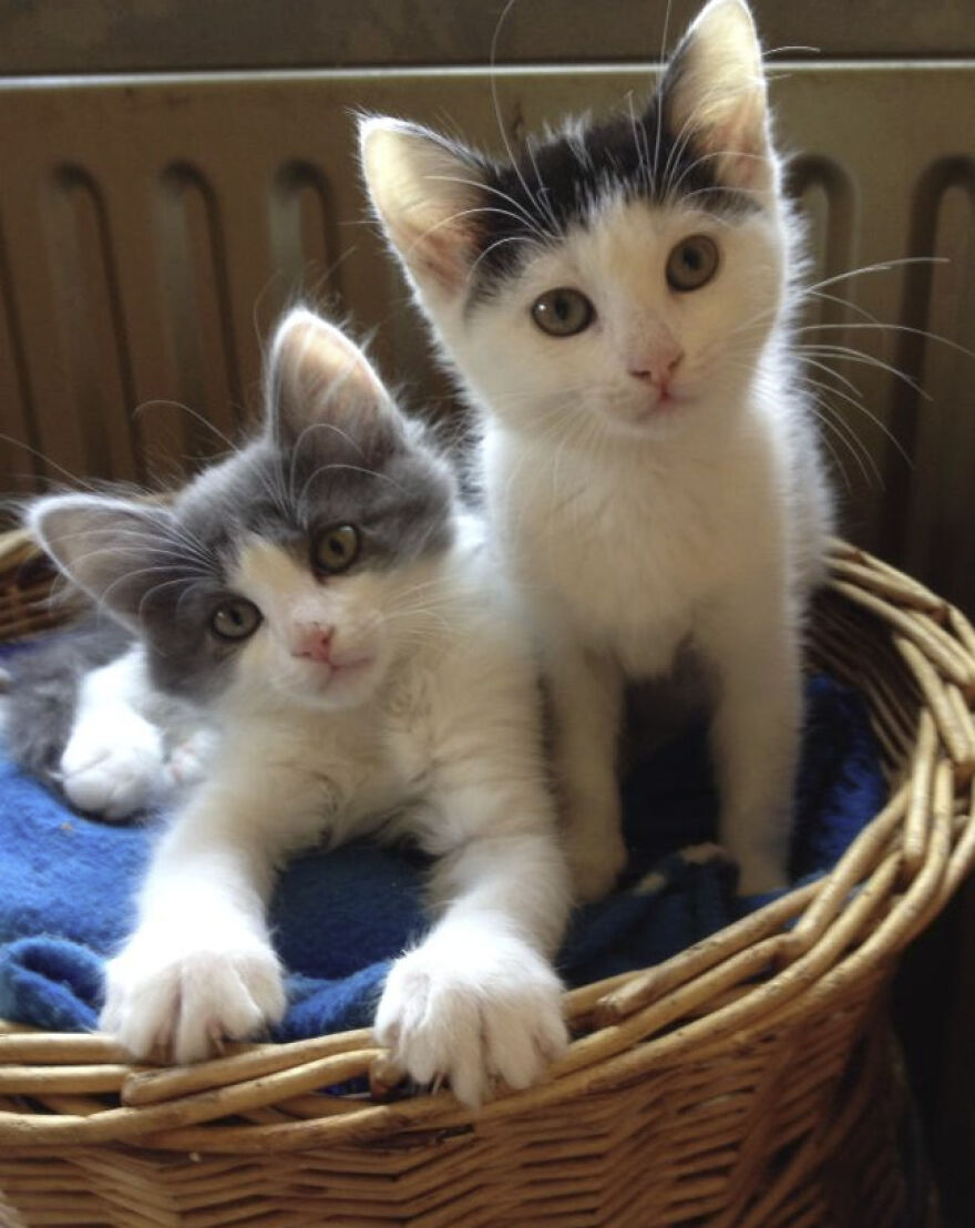 25 Pics Of Purrfect Duos And Trios That Made Lovecats’ International Wall Calendar Over The Last Decade 25 Pics Of Purrfect Duos And Trios That Made Lovecats’ International Wall Calendar Over The Last Decade