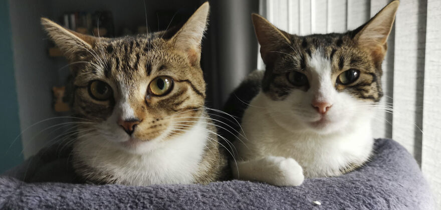 25 Pics Of Purrfect Duos And Trios That Made Lovecats’ International Wall Calendar Over The Last Decade 25 Pics Of Purrfect Duos And Trios That Made Lovecats’ International Wall Calendar Over The Last Decade