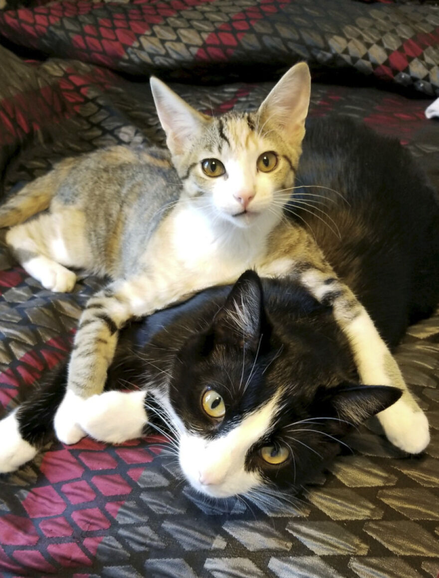 25 Pics Of Purrfect Duos And Trios That Made Lovecats’ International Wall Calendar Over The Last Decade 25 Pics Of Purrfect Duos And Trios That Made Lovecats’ International Wall Calendar Over The Last Decade