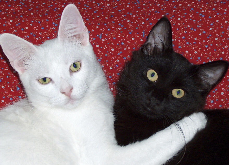 25 Pics Of Purrfect Duos And Trios That Made Lovecats’ International Wall Calendar Over The Last Decade 25 Pics Of Purrfect Duos And Trios That Made Lovecats’ International Wall Calendar Over The Last Decade