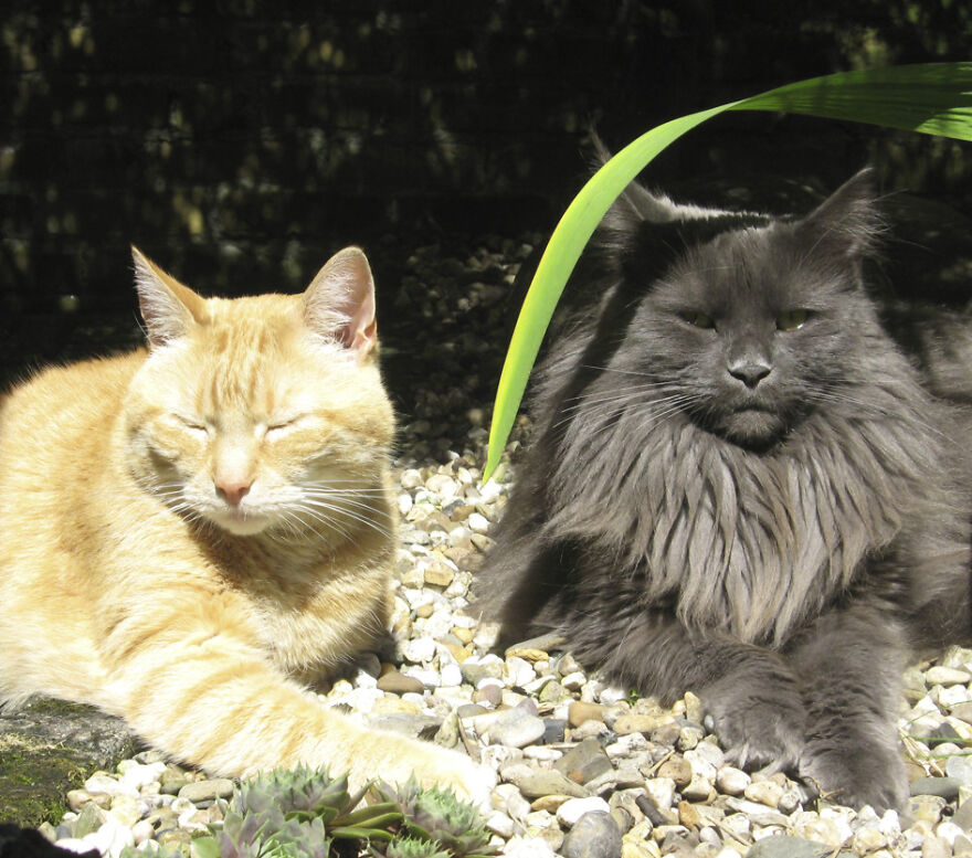 25 Pics Of Purrfect Duos And Trios That Made Lovecats’ International Wall Calendar Over The Last Decade 25 Pics Of Purrfect Duos And Trios That Made Lovecats’ International Wall Calendar Over The Last Decade