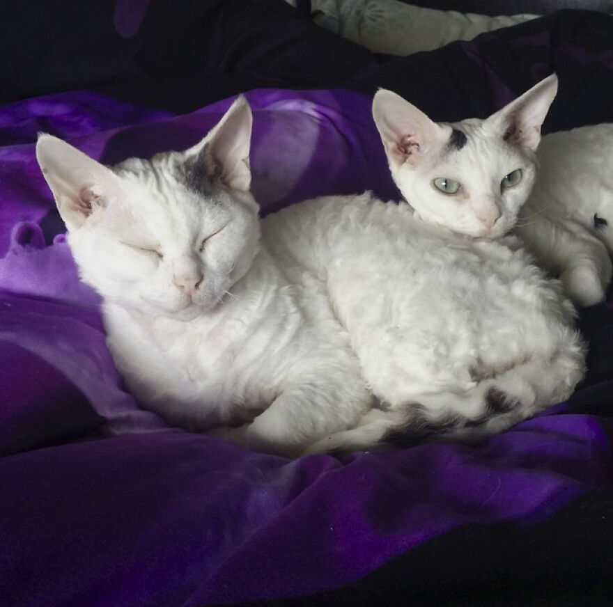 25 Pics Of Purrfect Duos And Trios That Made Lovecats’ International Wall Calendar Over The Last Decade 25 Pics Of Purrfect Duos And Trios That Made Lovecats’ International Wall Calendar Over The Last Decade