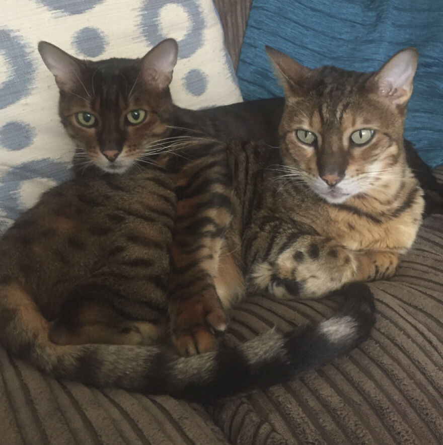 25 Pics Of Purrfect Duos And Trios That Made Lovecats’ International Wall Calendar Over The Last Decade 25 Pics Of Purrfect Duos And Trios That Made Lovecats’ International Wall Calendar Over The Last Decade