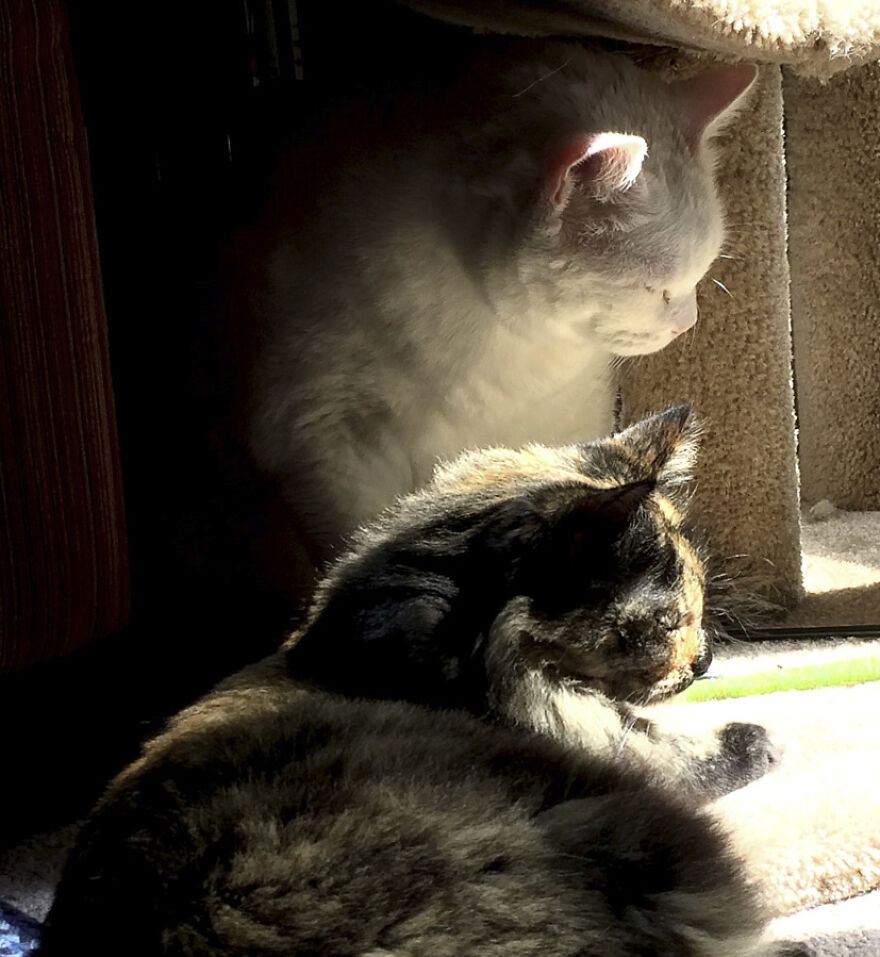 25 Pics Of Purrfect Duos And Trios That Made Lovecats’ International Wall Calendar Over The Last Decade 25 Pics Of Purrfect Duos And Trios That Made Lovecats’ International Wall Calendar Over The Last Decade