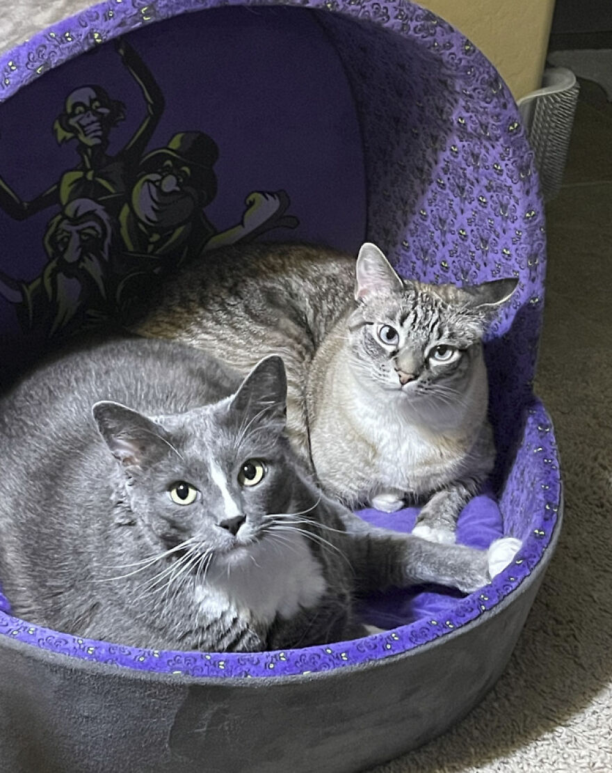 25 Pics Of Purrfect Duos And Trios That Made Lovecats’ International Wall Calendar Over The Last Decade 25 Pics Of Purrfect Duos And Trios That Made Lovecats’ International Wall Calendar Over The Last Decade