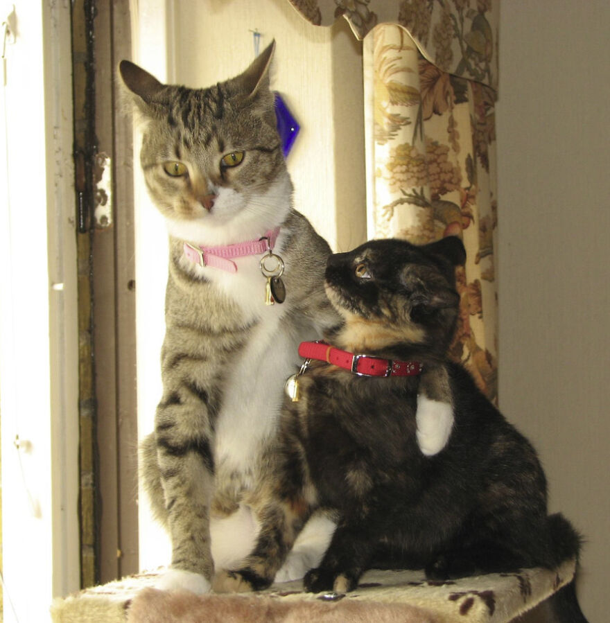 25 Pics Of Purrfect Duos And Trios That Made Lovecats’ International Wall Calendar Over The Last Decade 25 Pics Of Purrfect Duos And Trios That Made Lovecats’ International Wall Calendar Over The Last Decade