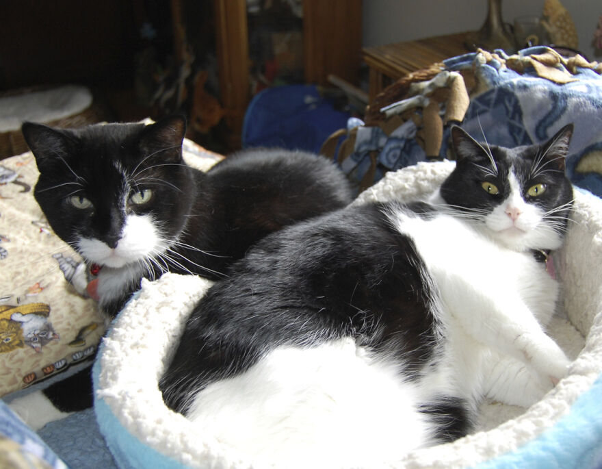 25 Pics Of Purrfect Duos And Trios That Made Lovecats’ International Wall Calendar Over The Last Decade 25 Pics Of Purrfect Duos And Trios That Made Lovecats’ International Wall Calendar Over The Last Decade