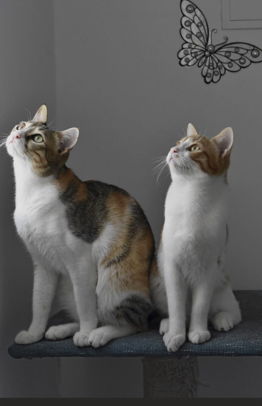 25 Pics Of Purrfect Duos And Trios That Made Lovecats’ International Wall Calendar Over The Last Decade 25 Pics Of Purrfect Duos And Trios That Made Lovecats’ International Wall Calendar Over The Last Decade