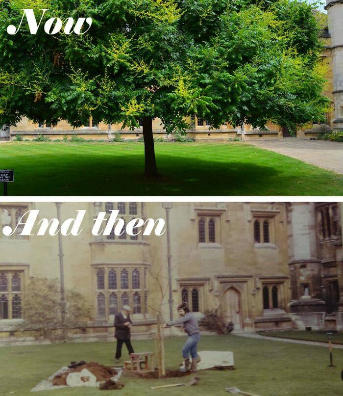 30 Impressive Progress Photos Of Trees Growing Up And Making Spaces Greener 30 Impressive Progress Photos Of Trees Growing Up And Making Spaces Greener