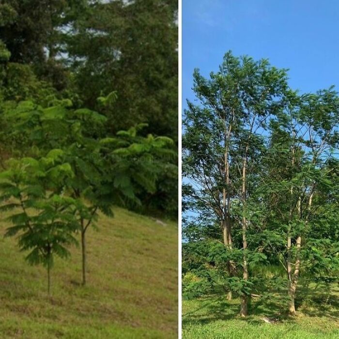 30 Impressive Progress Photos Of Trees Growing Up And Making Spaces Greener 30 Impressive Progress Photos Of Trees Growing Up And Making Spaces Greener
