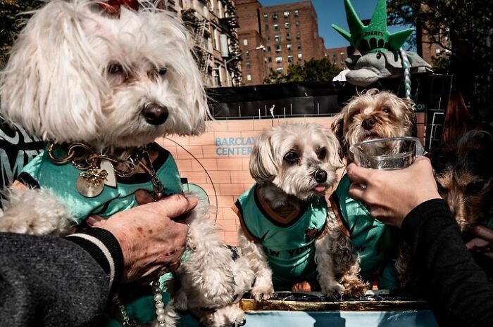 40 Dog Halloween Parade Participants Whose Costumes Were So Spooky, They Stole The Show 40 Dog Halloween Parade Participants Whose Costumes Were So Spooky, They Stole The Show