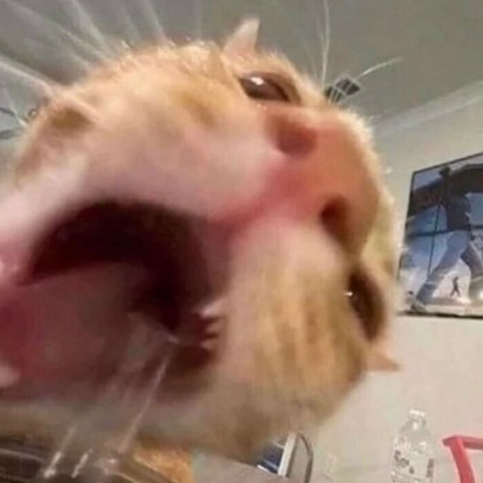 35 Hilariously Random Cat Pics To Make Your Day At Least 68.9% Better 35 Hilariously Random Cat Pics To Make Your Day At Least 68.9% Better