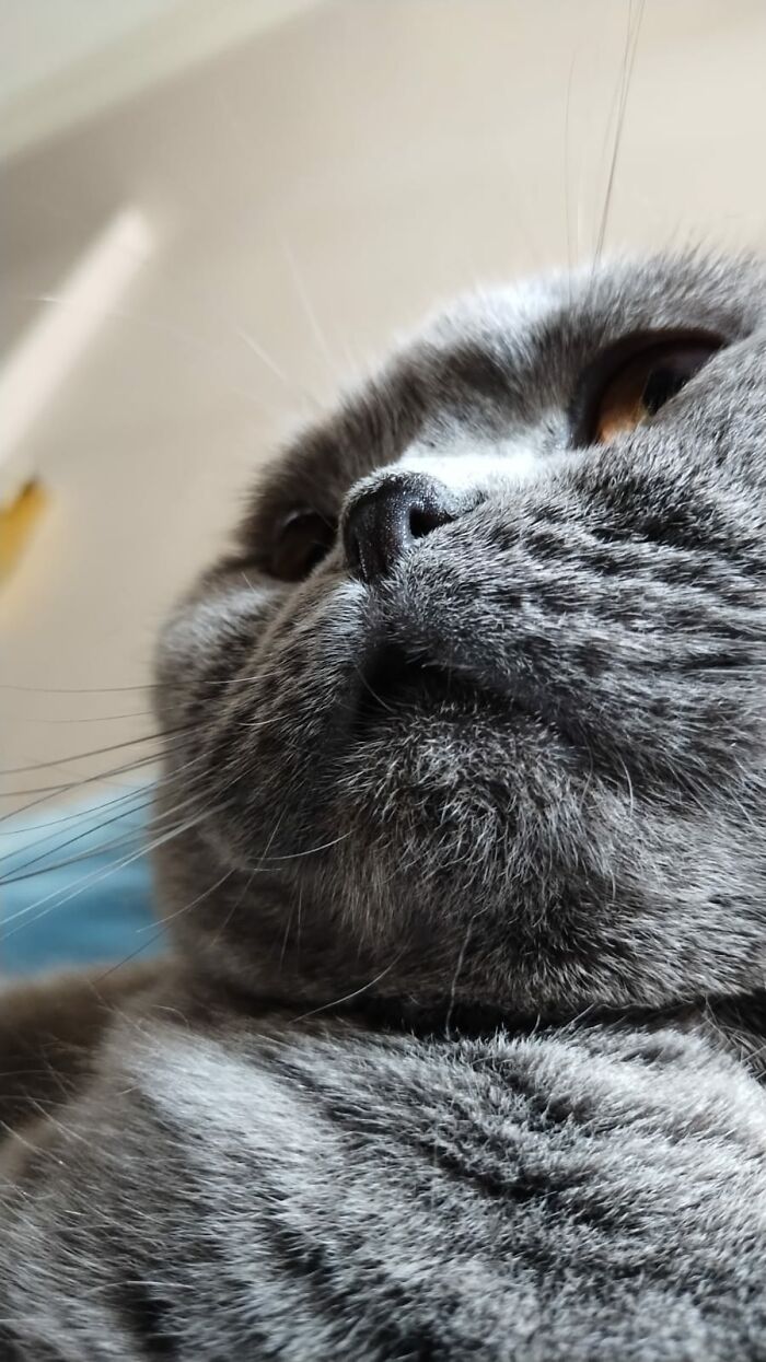 Hey Pandas, Share Cute Pictures Of Your Pets Dong Silly Things (Closed)