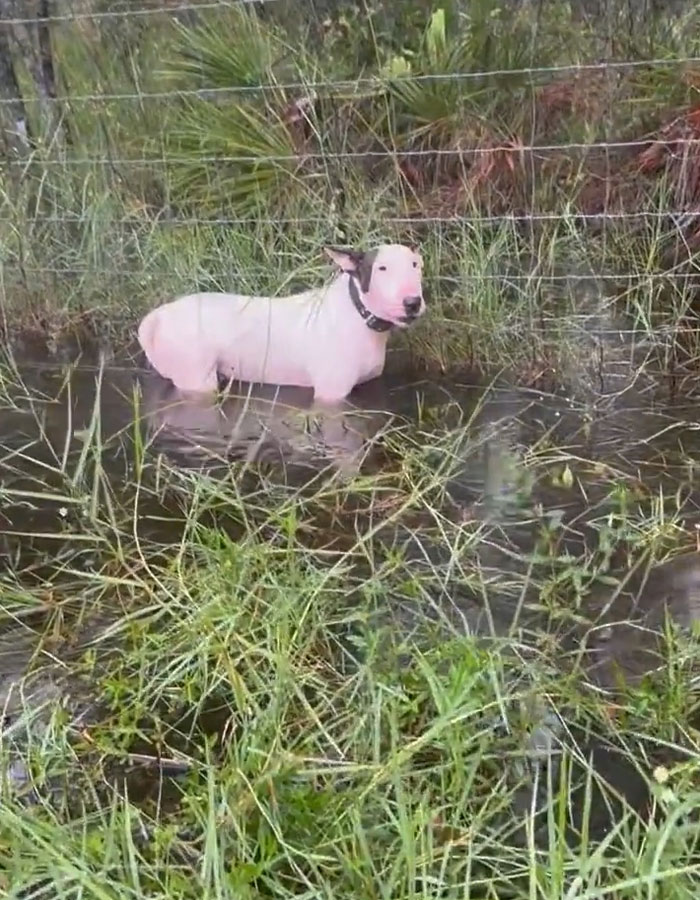Cruel Owner Arrested For Tying His Dog To Fence During Hurricane Milton Reveals Why He Did It Cruel Owner Arrested For Tying His Dog To Fence During Hurricane Milton Reveals Why He Did It