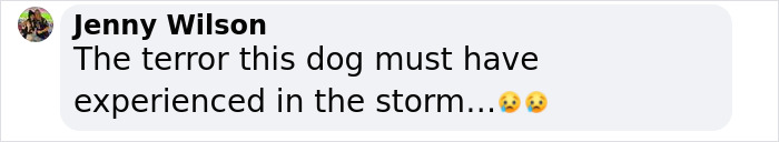 “Justice Prevails”: Man Who Tied Dog During Hurricane Milton Charged After Trying To Reclaim Pet “Justice Prevails”: Man Who Tied Dog During Hurricane Milton Charged After Trying To Reclaim Pet