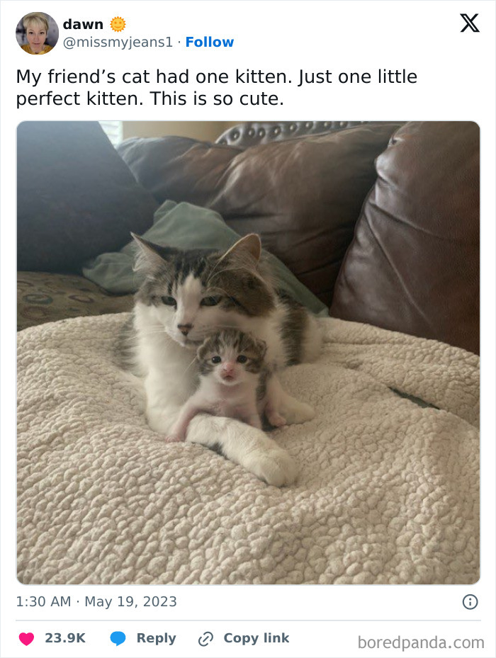 50 Ridiculously Cute Cat Memes That Can Brighten Your Day 50 Ridiculously Cute Cat Memes That Can Brighten Your Day