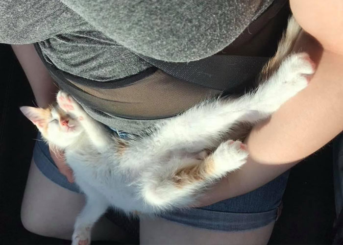 Girl Loses It When Woman Adopts A Cat She Wanted At The Shelter As Punishment For Torturing It Girl Loses It When Woman Adopts A Cat She Wanted At The Shelter As Punishment For Torturing It