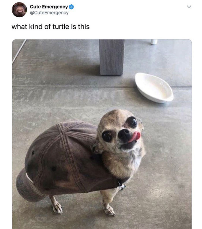 20 Turtle Memes: Slow, Steady, And Absolutely Hilarious 20 Turtle Memes: Slow, Steady, And Absolutely Hilarious