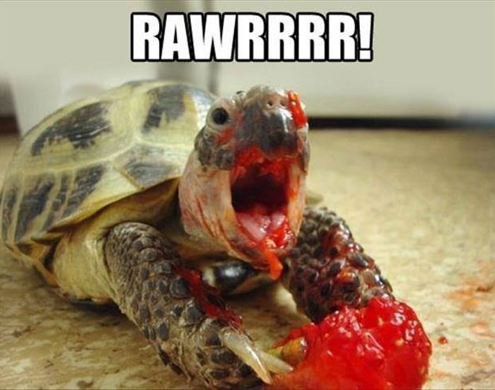 20 Turtle Memes: Slow, Steady, And Absolutely Hilarious 20 Turtle Memes: Slow, Steady, And Absolutely Hilarious