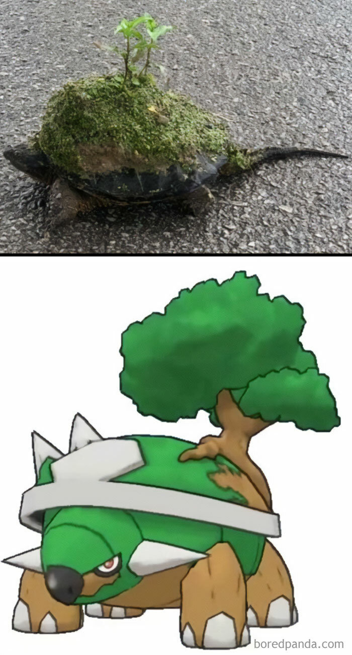 20 Turtle Memes: Slow, Steady, And Absolutely Hilarious 20 Turtle Memes: Slow, Steady, And Absolutely Hilarious