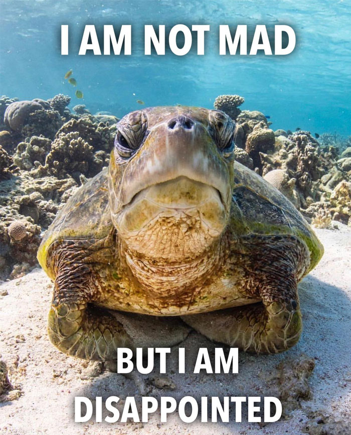 20 Turtle Memes: Slow, Steady, And Absolutely Hilarious 20 Turtle Memes: Slow, Steady, And Absolutely Hilarious