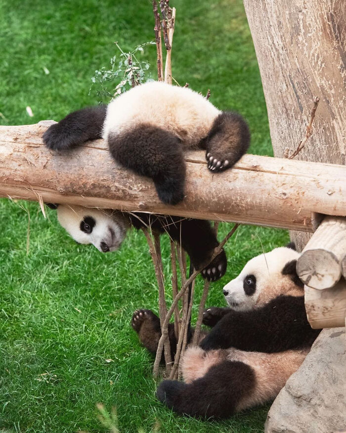Adorable Panda Twins Are Melting Hearts Online And People Can’t Get Enough Adorable Panda Twins Are Melting Hearts Online And People Can’t Get Enough