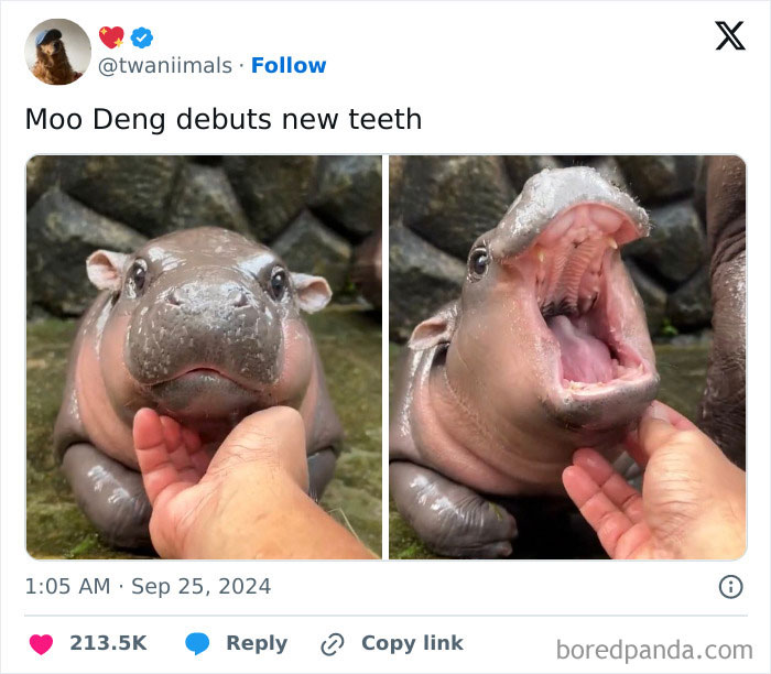 The World May Be Negative Sometimes, So Here Are 34 Adorable Tweets That May Bring Some Joy The World May Be Negative Sometimes, So Here Are 34 Adorable Tweets That May Bring Some Joy