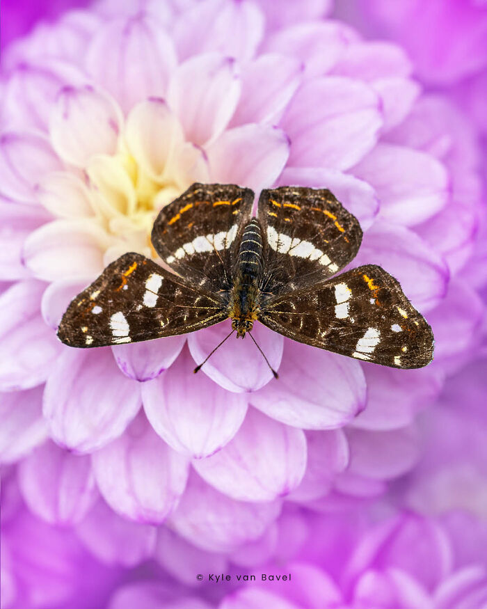 I’m A Macro Photographer, Focusing On The Small Things That Usually Go Unnoticed (28 Pics) I’m A Macro Photographer, Focusing On The Small Things That Usually Go Unnoticed (28 Pics)