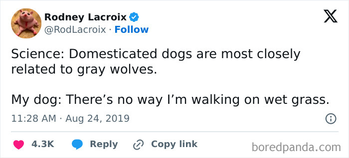 50 Memes That Dog Owners May Find Funny And Relatable 50 Memes That Dog Owners May Find Funny And Relatable