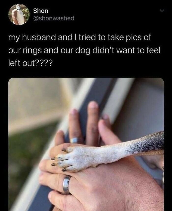 50 Memes That Dog Owners May Find Funny And Relatable 50 Memes That Dog Owners May Find Funny And Relatable