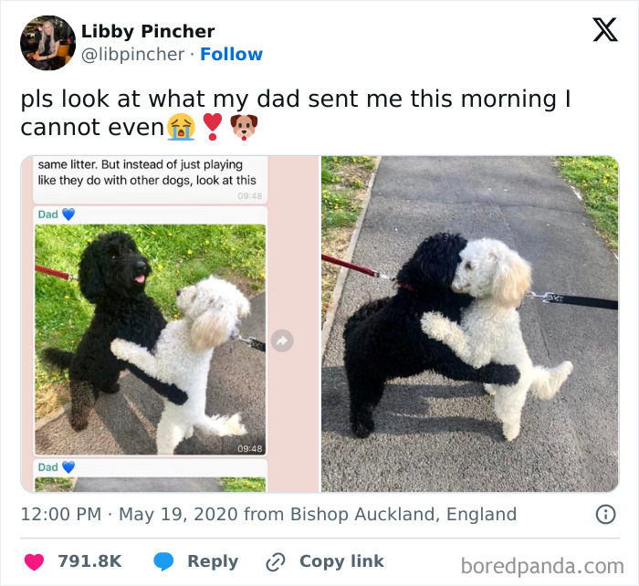 50 Memes That Dog Owners May Find Funny And Relatable 50 Memes That Dog Owners May Find Funny And Relatable