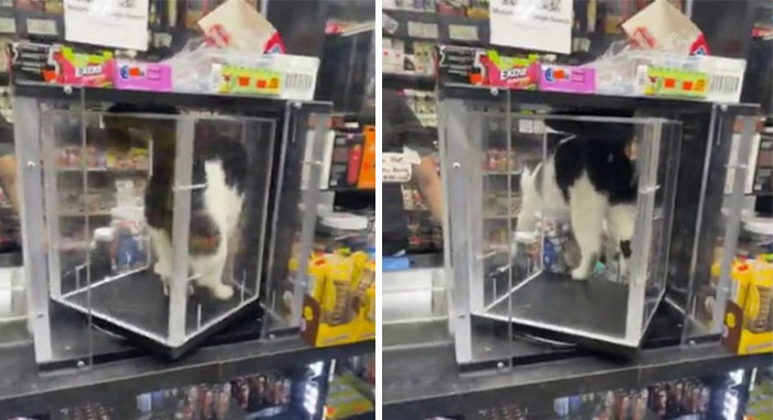 50 Of The Most Adorable Cats That Need A Raise For Their Top-Tier Work Ethic (New Pics) 50 Of The Most Adorable Cats That Need A Raise For Their Top-Tier Work Ethic (New Pics)