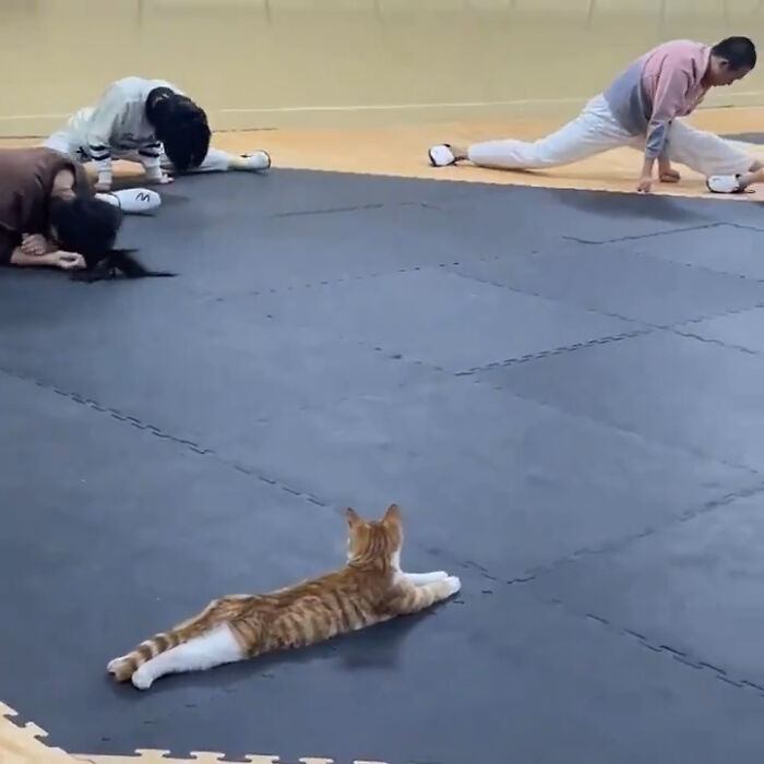 50 Of The Most Adorable Cats That Need A Raise For Their Top-Tier Work Ethic (New Pics) 50 Of The Most Adorable Cats That Need A Raise For Their Top-Tier Work Ethic (New Pics)