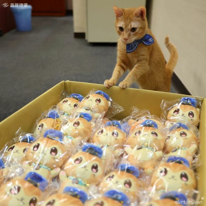 50 Of The Most Adorable Cats That Need A Raise For Their Top-Tier Work Ethic (New Pics) 50 Of The Most Adorable Cats That Need A Raise For Their Top-Tier Work Ethic (New Pics)