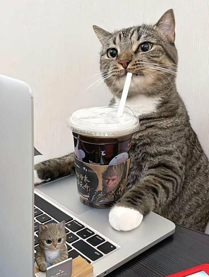 50 Of The Most Adorable Cats That Need A Raise For Their Top-Tier Work Ethic (New Pics) 50 Of The Most Adorable Cats That Need A Raise For Their Top-Tier Work Ethic (New Pics)