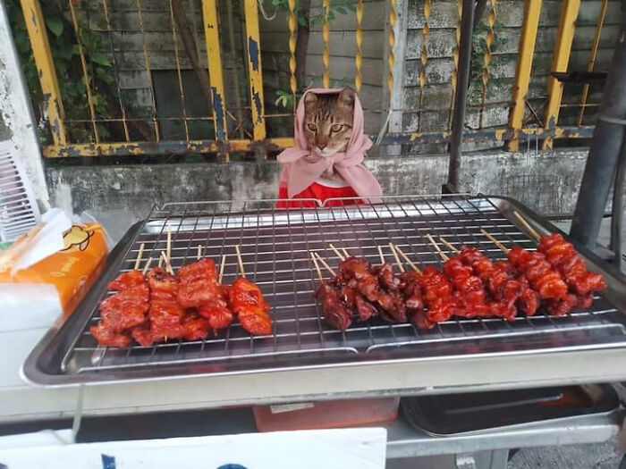 50 Of The Most Adorable Cats That Need A Raise For Their Top-Tier Work Ethic (New Pics) 50 Of The Most Adorable Cats That Need A Raise For Their Top-Tier Work Ethic (New Pics)