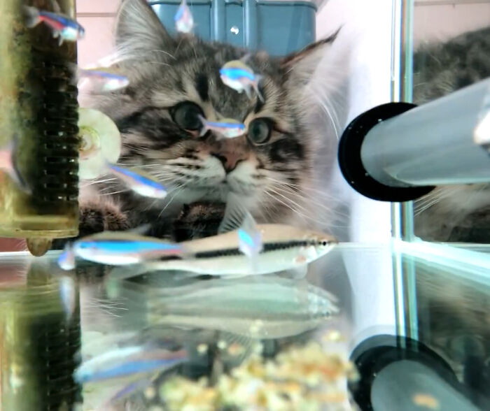 50 Of The Most Adorable Cats That Need A Raise For Their Top-Tier Work Ethic (New Pics) 50 Of The Most Adorable Cats That Need A Raise For Their Top-Tier Work Ethic (New Pics)