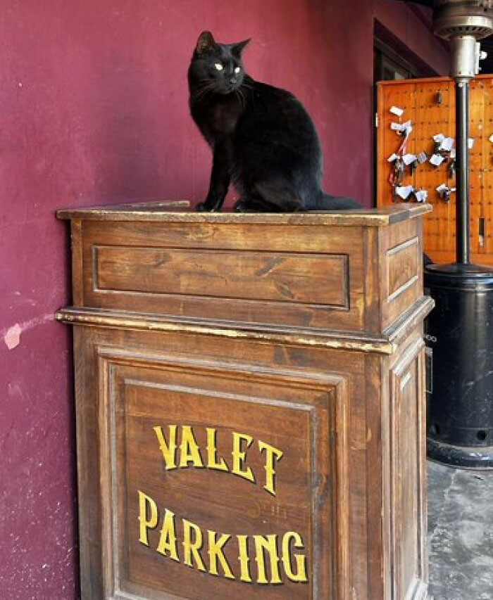 50 Of The Most Adorable Cats That Need A Raise For Their Top-Tier Work Ethic (New Pics) 50 Of The Most Adorable Cats That Need A Raise For Their Top-Tier Work Ethic (New Pics)