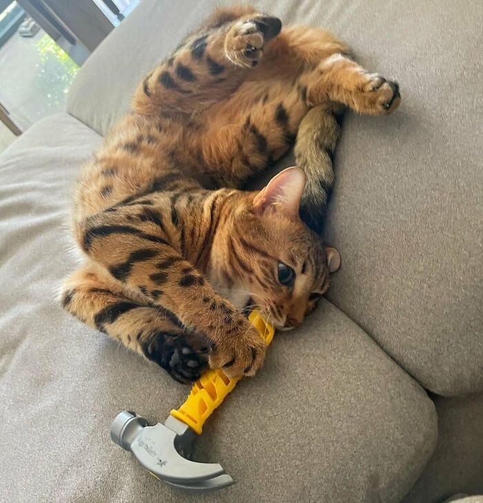 50 Of The Most Adorable Cats That Need A Raise For Their Top-Tier Work Ethic (New Pics) 50 Of The Most Adorable Cats That Need A Raise For Their Top-Tier Work Ethic (New Pics)