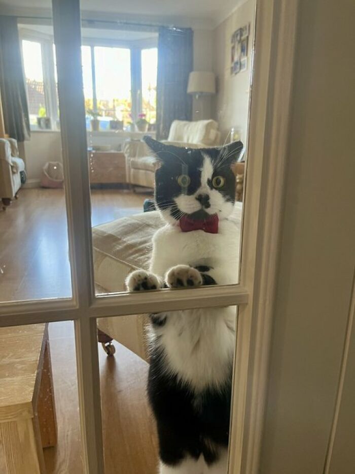 50 Of The Most Adorable Cats That Need A Raise For Their Top-Tier Work Ethic (New Pics) 50 Of The Most Adorable Cats That Need A Raise For Their Top-Tier Work Ethic (New Pics)