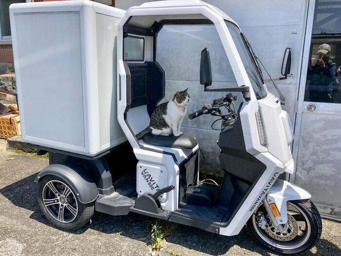 50 Of The Most Adorable Cats That Need A Raise For Their Top-Tier Work Ethic (New Pics) 50 Of The Most Adorable Cats That Need A Raise For Their Top-Tier Work Ethic (New Pics)