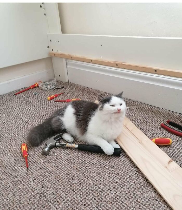 50 Of The Most Adorable Cats That Need A Raise For Their Top-Tier Work Ethic (New Pics) 50 Of The Most Adorable Cats That Need A Raise For Their Top-Tier Work Ethic (New Pics)