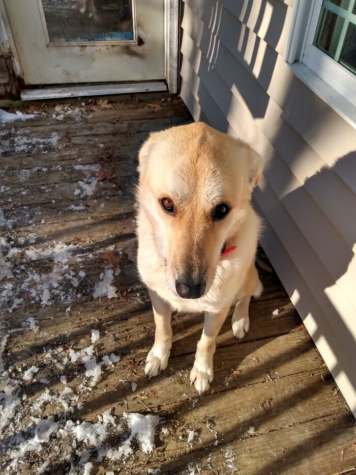 Hey Panda, Post A Pic Of Some Crazy Pets Hey Panda, Post A Pic Of Some Crazy Pets