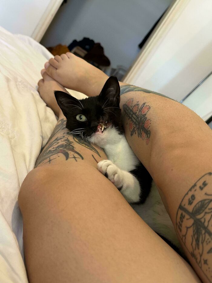 50 Wholesome Pics Of Rescued Pets Discovering Love, One Paw At A Time (September Edition) 50 Wholesome Pics Of Rescued Pets Discovering Love, One Paw At A Time (September Edition)