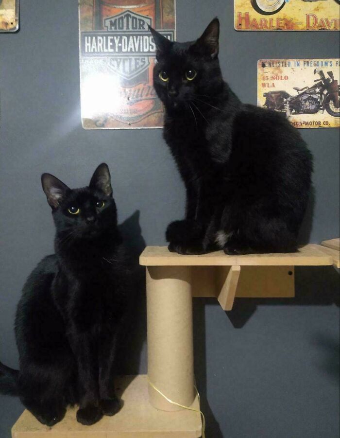 50 Wholesome Pics Of Rescued Pets Discovering Love, One Paw At A Time (September Edition) 50 Wholesome Pics Of Rescued Pets Discovering Love, One Paw At A Time (September Edition)