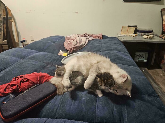 50 Wholesome Pics Of Rescued Pets Discovering Love, One Paw At A Time (September Edition) 50 Wholesome Pics Of Rescued Pets Discovering Love, One Paw At A Time (September Edition)