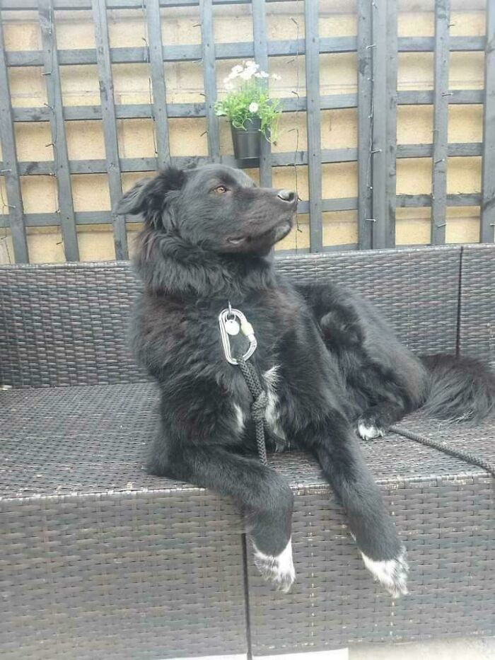 50 Wholesome Pics Of Rescued Pets Discovering Love, One Paw At A Time (September Edition) 50 Wholesome Pics Of Rescued Pets Discovering Love, One Paw At A Time (September Edition)