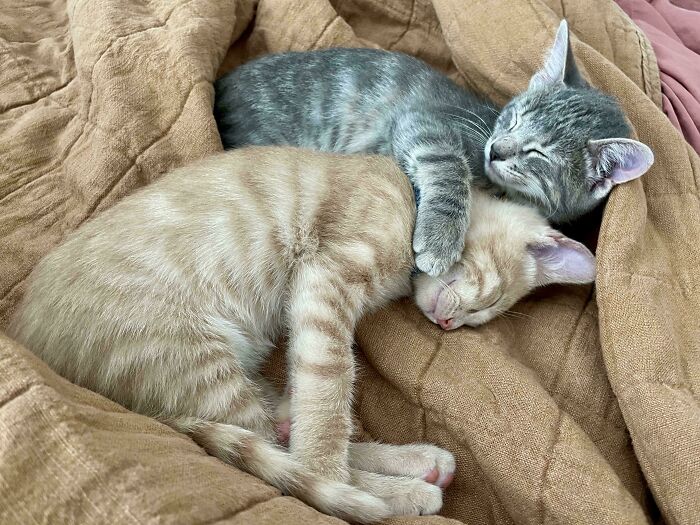 50 Wholesome Pics Of Rescued Pets Discovering Love, One Paw At A Time (September Edition) 50 Wholesome Pics Of Rescued Pets Discovering Love, One Paw At A Time (September Edition)