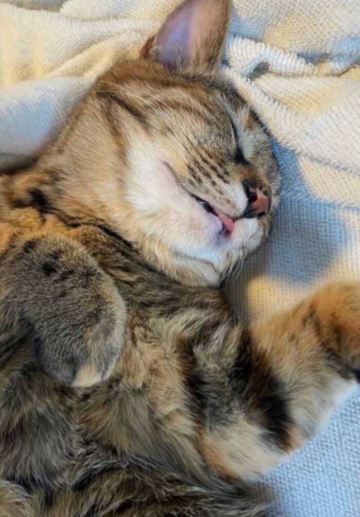 50 Wholesome Pics Of Rescued Pets Discovering Love, One Paw At A Time (September Edition) 50 Wholesome Pics Of Rescued Pets Discovering Love, One Paw At A Time (September Edition)