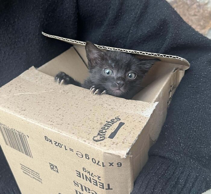 50 Wholesome Pics Of Rescued Pets Discovering Love, One Paw At A Time (September Edition) 50 Wholesome Pics Of Rescued Pets Discovering Love, One Paw At A Time (September Edition)